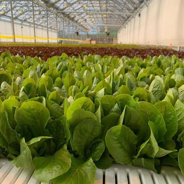 Controlled environment agriculture greenhouse with lettuce
